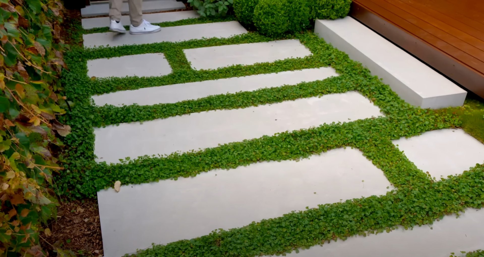 Contemporary pathway design with concrete pavers and ground cover plantings