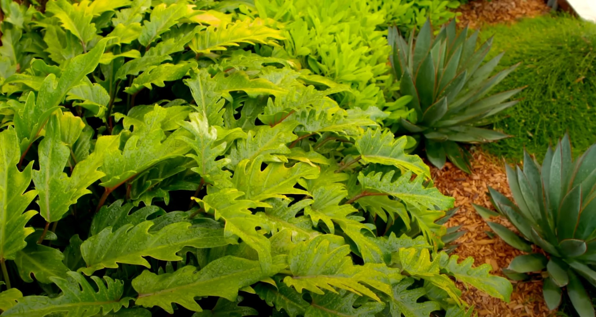 Tropical plantings with philodendrons and palm fronds creating lush garden texture