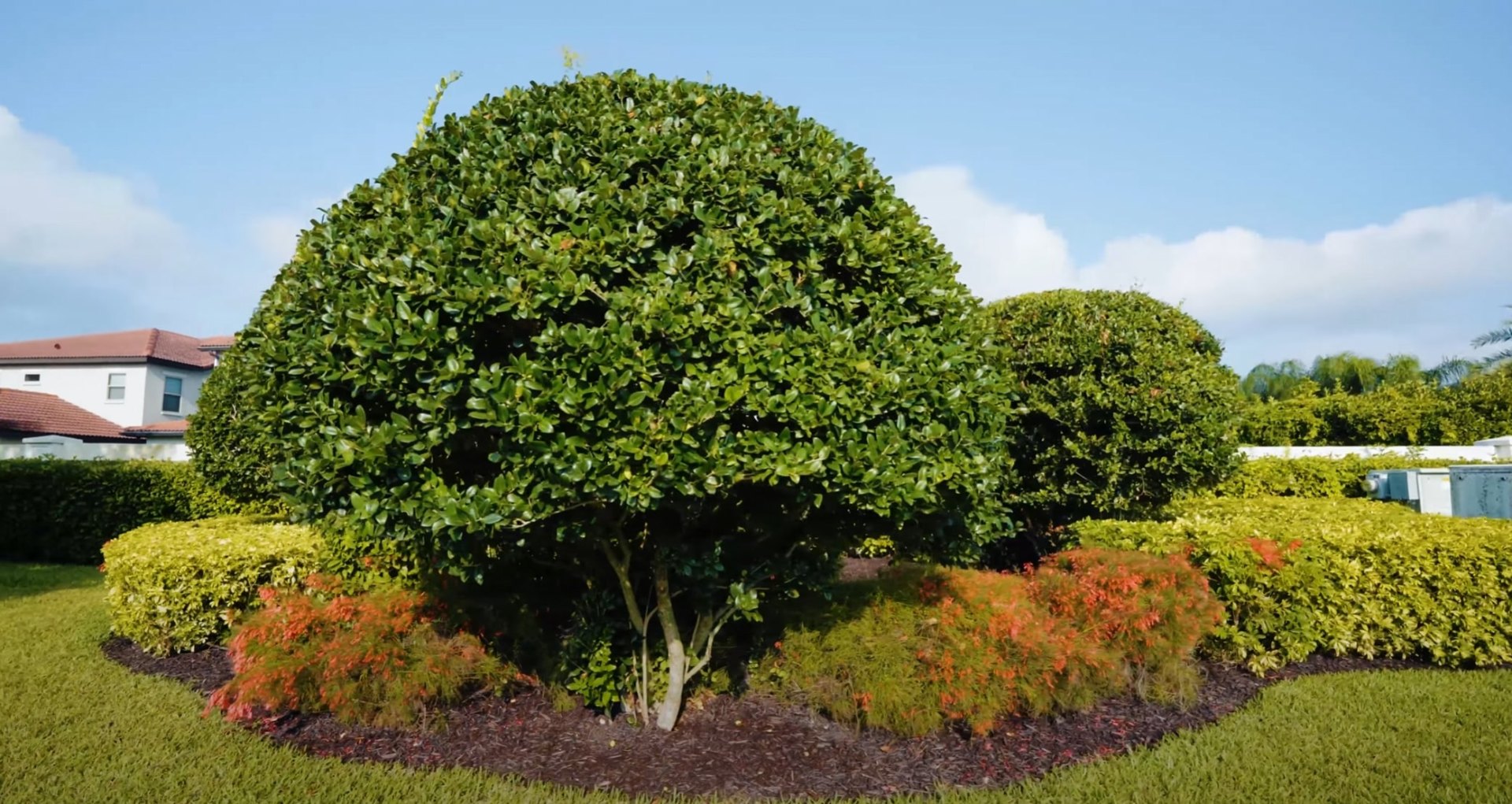 Well-maintained landscaping with precise edging around ornamental trees and shrubs